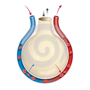 Alveolus gas exchange. Diagram of the alveolus in the lungs showing gaseous exchange.