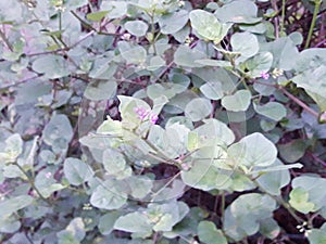 This is called boerhavia diffusa, punarnava plant.