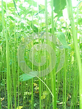 It is called the golden ash of Bangladesh and again it is called jute tree. Here is a natural view