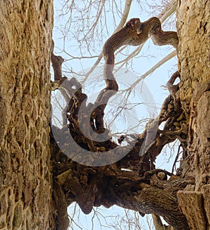 The so called Hexenbaum (witch tree), a gnarly old linden tree in castle ruin Lauenburg in Saxony-Anhalt, Germany