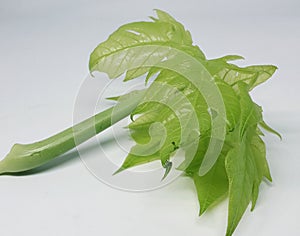 This is called papaya leaf