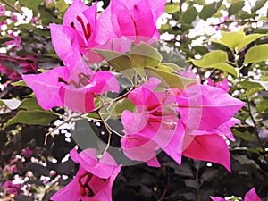 This is called paper flower, pinkflower, Kagaj flower. photo