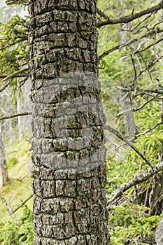 So-called `ringed` on the trunk of a conifer by a Eurasian three-toed woodpecker.