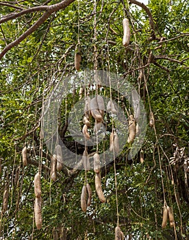 So called sausage tree - Kigelia. Nature