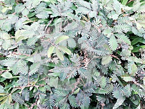 This is called shy plant/ mimosa plant/ sensitive plant