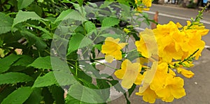 called Tecoma stans, Kunth, Tecomaria, Yellow Flowering Ornamental Plants that are diligent in Flowering and Efficacious