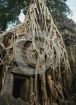 So called Tomb Raider gate at the Ta Prohm temple in Angkor area, Cambodia