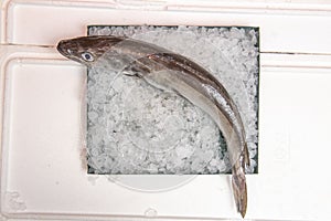 It is called whiting when its size does not exceed a kilo and a half