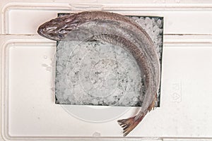 It is called whiting when its size does not exceed a kilo and a half. Fro