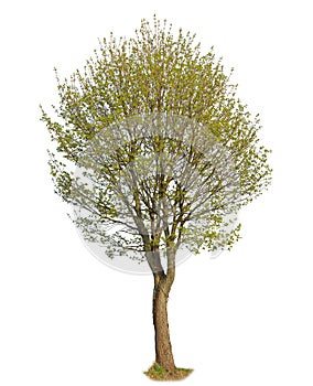 Callery pear, known also as Pyrus calleryana, isolated tree on white background