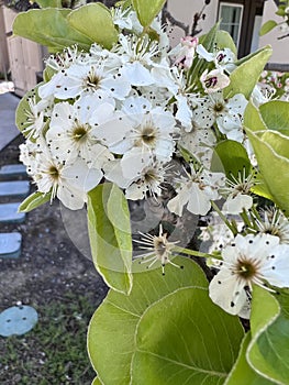 Callery pear, Pyrus calleryana