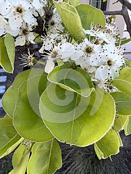 Callery pear, Pyrus calleryana