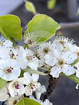 Callery pear, Pyrus calleryana