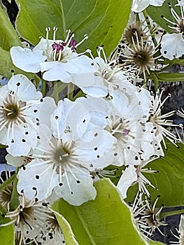 Callery pear, Pyrus calleryana