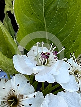 Callery pear, Pyrus calleryana