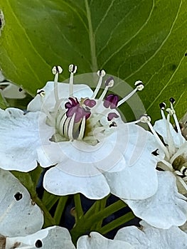 Callery pear, Pyrus calleryana