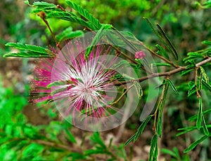 Flower known as Esponja or angel hair, a species of shrub photographed in the forests of the IgarapÃÂ© region. photo