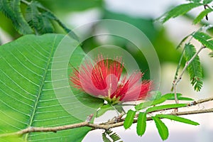 Calliandra, genus of flowering plants in the pea family, Fabaceae, in the mimosoid clade, subfamily Caesalpinioideae. About 140