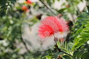Calliandra Haematocephala