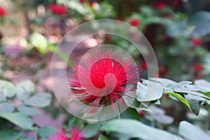 Calliandra haematocephala beautiful flower closeup