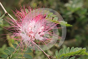 Calliandra haematocephala leaf plant on farm