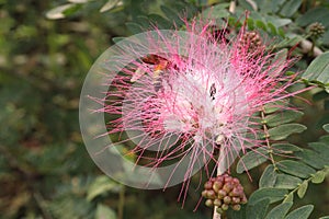 Calliandra haematocephala leaf plant on farm photo