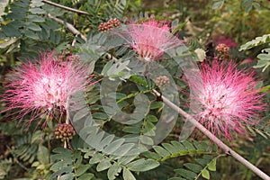 Calliandra haematocephala leaf plant on farm photo