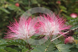 Calliandra haematocephala leaf plant on farm photo