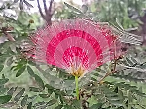 Calliandra harrisii flowers