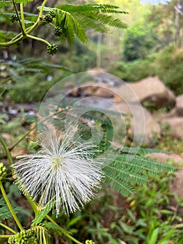 Calliandra harrisii plant with blooming and unblooming white flower seeds, green leaves, and river background