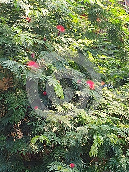 Calliandra plant, leaves are compound, consist of many leaflets, flowers with numerous stamens photo