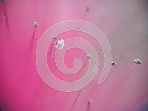 Calliandra pollens pink background