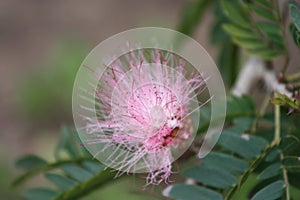 Calliandra surinamensis (Pink Powder Puff). Beautiful pink flower on the branch of a tree.