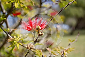 Calliandra tweediei Plumerillo  Rojo