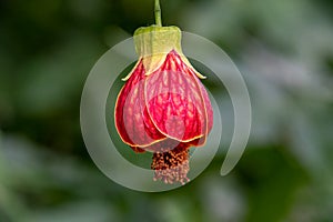 Callianthe picta also known as Abutilon striatum