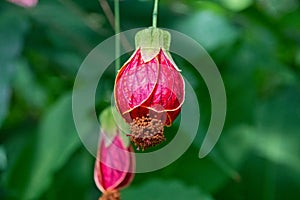 Callianthe picta also known as Abutilon striatum