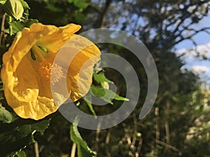 Callianthe Picta. Yellow flower blossom under the sunshine.