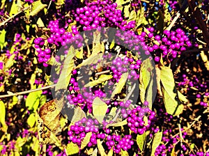 Callicarpa americana (American beautyberry) shrub with vibrant purple berries in profusion in sunlight