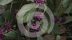 Callicarpa Americana 'Beautyberry' In Mild Breeze Reelfoot Lake State Park 4K