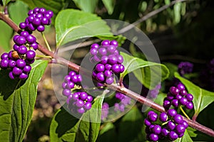 Callicarpa Americana in bright sun. It is a genus of shrubs and small trees in the family Lamiaceae.