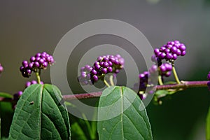 Callicarpa Americana in bright sun. It is a genus of shrubs and small trees in the family Lamiaceae.