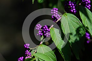 Callicarpa Americana in bright sun. It is a genus of shrubs and small trees in the family Lamiaceae.