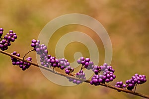 Callicarpa Americana in bright sun. It is a genus of shrubs and small trees in the family Lamiaceae