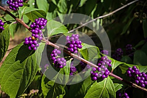 Callicarpa Americana in bright sun. It is a genus of shrubs and small trees in the family Lamiaceae. photo
