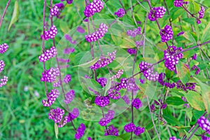 Callicarpa bodinieri  beautyberry Lamiaceae or Bodinier`s beauty berry