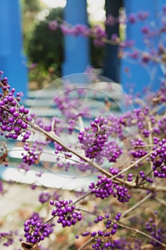 The Callicarpa bodinieri with decorative purple berries in tight clusters in autumn