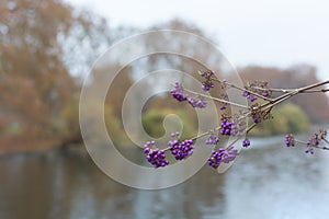 Callicarpa bodinieri or giraldii Profusion. Purple berries in November