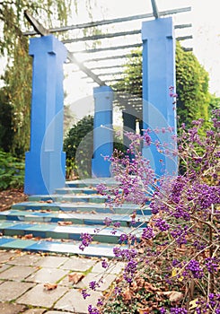 The Callicarpa bodinieri and its decorative purple berries with in the background a building in the Moroccan garden in the park