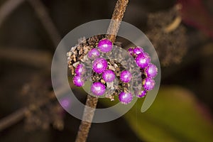 Callicarpa bodinieri Profusion Beautyberry in the Fall photo