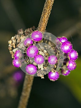 Callicarpa bodinieri Profusion Beautyberry in the Fall photo